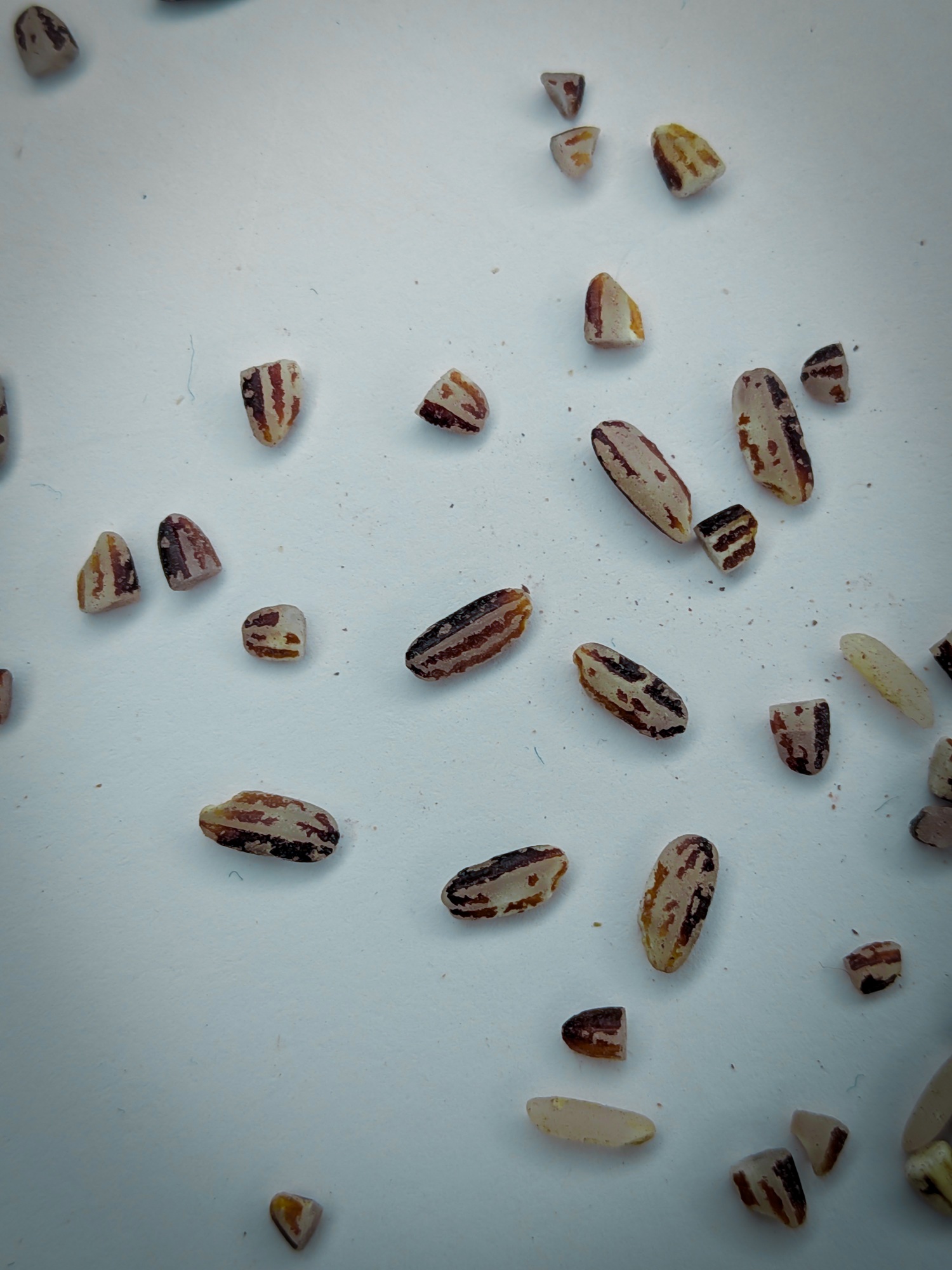 Karuppu Kavuni - Image 5